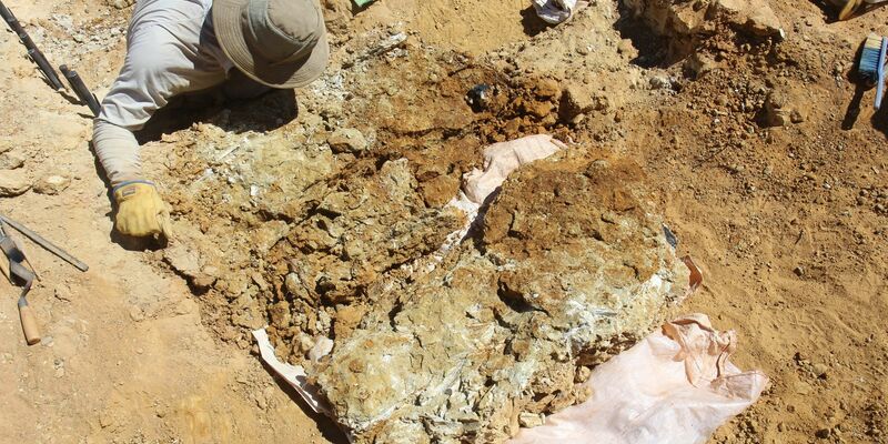 Fossile Zähne wurden 100 Kilometer südlich von Alice Springs in der Region Northern Territory gefunden. - Foto: Arthur Crichton/Flinders University/dpa