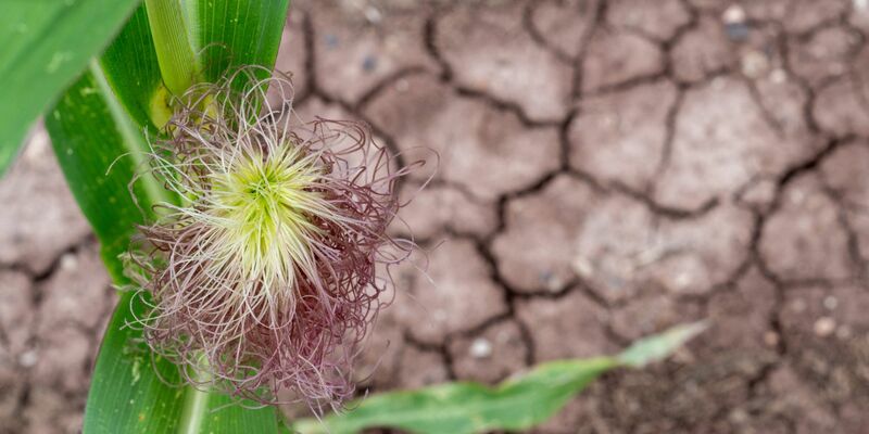 Der Expertenrat für Klimafragen hat der Bundesregierung kürzlich mit Blick auf ihre Klimapolitik das Zeugnis «ungenügend» ausgestellt. - Foto: Pia Bayer/dpa