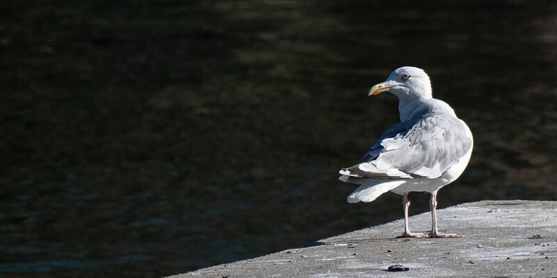Eine Möwe sitzt auf einem Steg an der Spree in Berlin. - Foto: Sebastian Christoph Gollnow/dpa