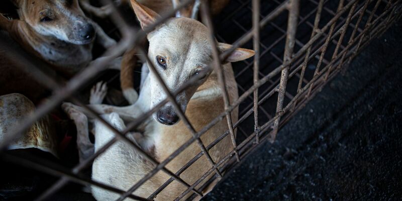 Hunde werden von einem Rettungsteam aus einem Schlachthaus in Indonesien gerettet. - Foto: Muhammad Taufan/dpa