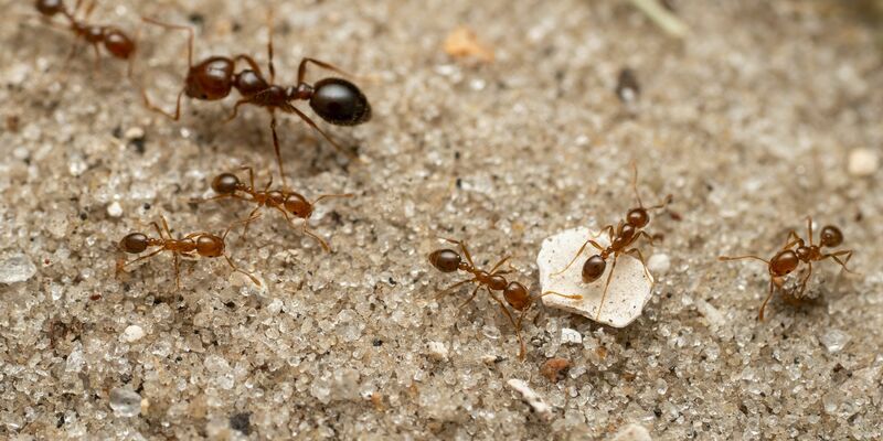 Die Rote Feuerameise ist laut einer neuen Studie nun auch in Europa angekommen. - Foto: Jesse Rorabaugh/eurekalert.org/dpa