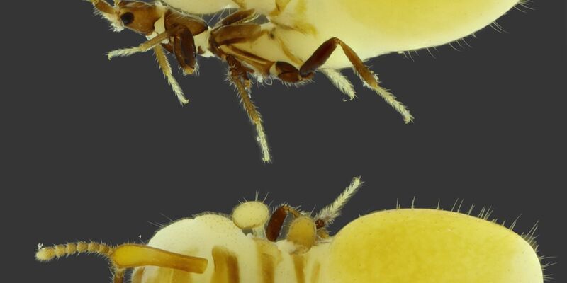 Die bisher unbekannte Art aus der Familie der Kurzflügelkäfer wurde auf den Namen Austrospirachtha carrijoi getauft. - Foto: Bruno Zilberman/-/dpa