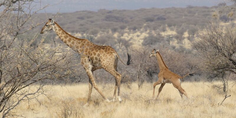 In Namibia ist dises Giraffenbaby (r) ohne Flecken in freier Wildbahn gesichtet worden. - Foto: -/Eckart Demasius & Giraffe Conservation Foundation (GCF)/dpa