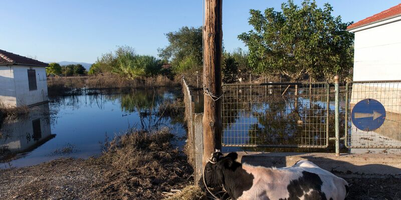 Eine Kuh liegt neben einem überfluteten Grundstück in Thessalien. - Foto: Marios Lolos/XinHua/dpa