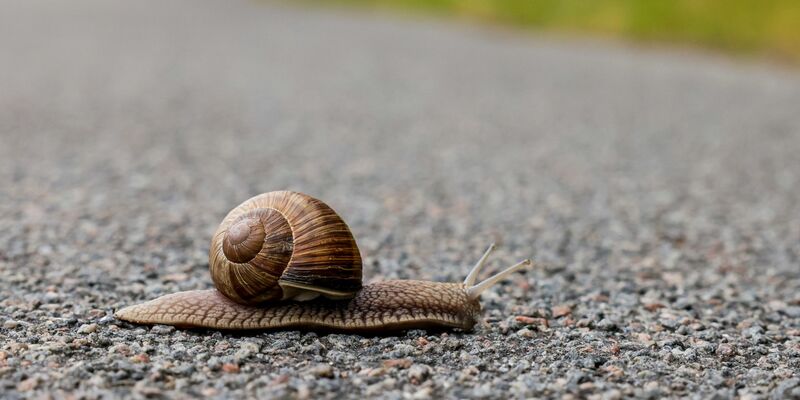 Eine Schnecke überquert einen Fahrradweg. - Foto: Frank Molter/dpa