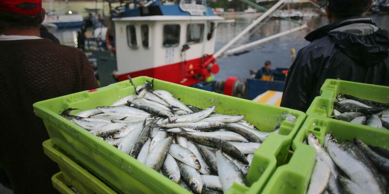 Kisten mit Sardinen. - Foto: Carlos Castro/EUROPA PRESS/dpa