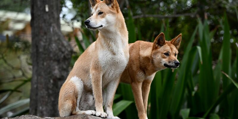 Ein Dingo-Pärchen im Taronga Zoo in Sydney. - Foto: Dan Himbrechts/AAP/dpa