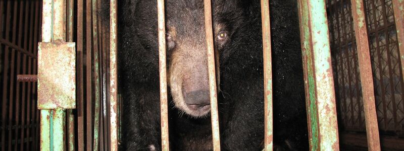Gefangen: Ein asiatischer Schwarzbär in einem engen Metallkäfig auf einer Bärengallefarm. - Foto: Animals Asia/dpa