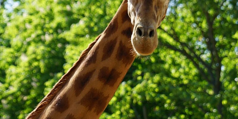 Der Giraffenbulle Diko lebt seit Jahren schon im Dresdner Zoo. - Foto: -/Zoo Dresden/dpa