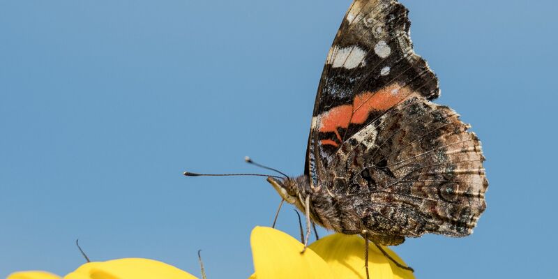 Ein Schmetterling der Gattung «Admiral». - Foto: Silas Stein/dpa