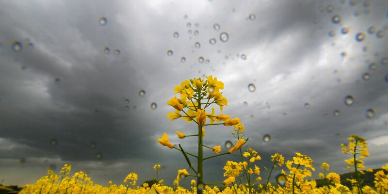 Blick auf ein Rapsfeld während es regnet. - Foto: Thomas Warnack/dpa/Symbolbild