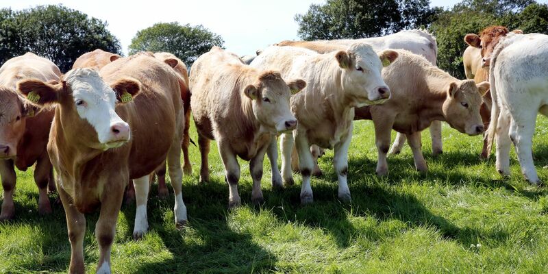 Rinder stehen in Ballyvaughan in der Grafschaft Clare bei Dublin auf der Weide eines Agrarbetriebs. - Foto: picture alliance / dpa