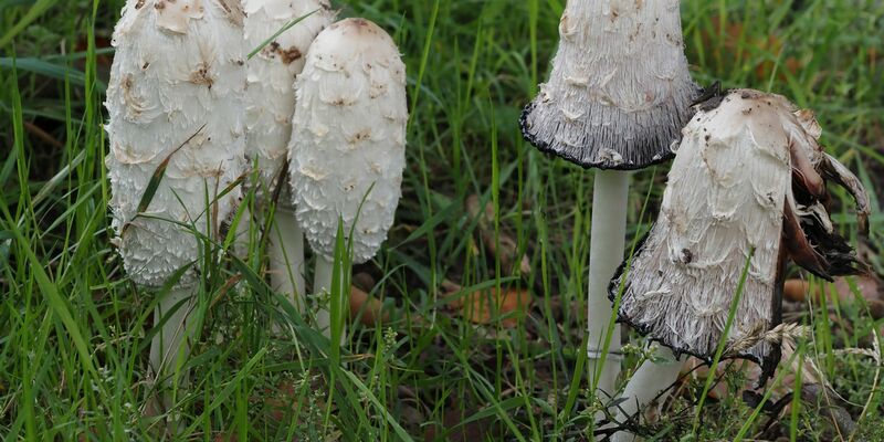 Der Schopf-Tintling ist der Pilz des Jahres. - Foto: Gerhard Schuster/Deutsche Gesellschaft für Mykologie/dpa