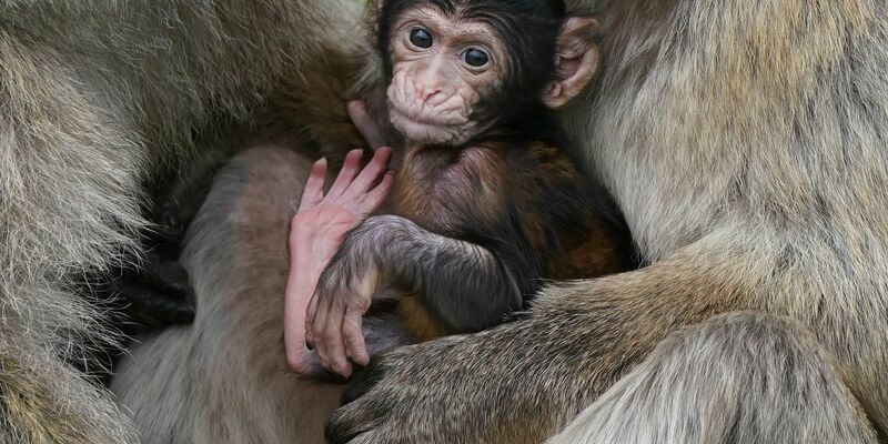Makaken-Nachwuchs in einem britischen Zoo. Videos von Makaken, die wie Menschenkinder dargestellt werden, sorgen bei Facebook, Instagram, TikTok und YouTube für viele Likes - doch für die Tiere ist das oft eine Tortur. - Foto: Andrew Milligan/PA Wire/dpa
