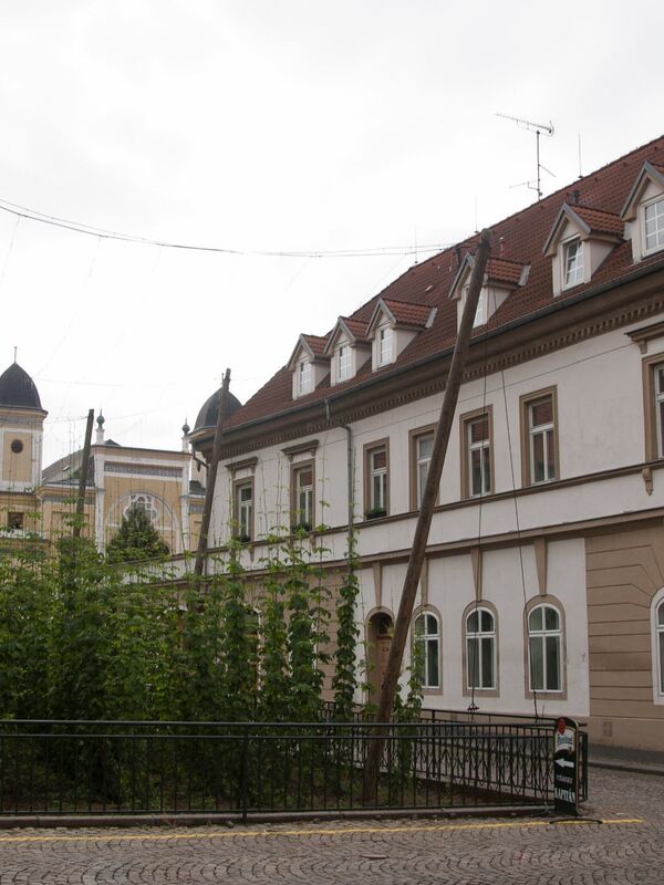 Žatecký chmel se používá především na klasickou českou Plzeň.