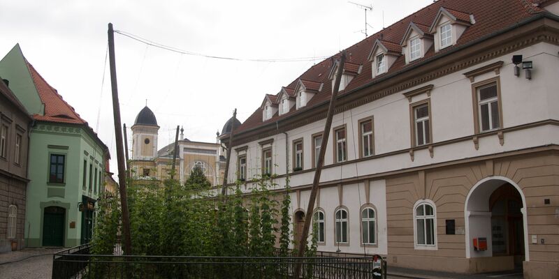 Selbst mitten in Zatec wächst ein kleines Hopfenfeld (Archivbild). - Foto: picture alliance / dpa-tmn