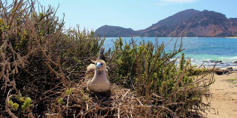 Auf den Galápagos-Inseln leben nach Behördenangaben 78 endemische Vogelarten. - Foto: ---/Galapagos-Nationalpark /dpa