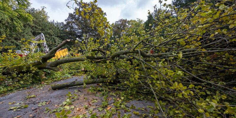 Im Würzburger Ringpark stürzte ein Baum auf eine Radfahrerin - später wird er zerkleinert. - Foto: Heiko Becker/dpa