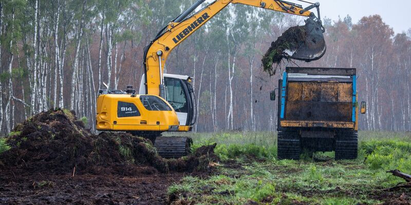 Der sehr seltene Hochmoorbläuling (Plebejus optilete) im Teufelsmoor. - Foto: Jens Büttner/dpa