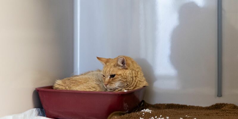 Der Kater «Sunshine» liegt in einer Plastikschale auf der Katzenquarantäne-Station im Tierheim Burgdorf. - Foto: Michael Matthey/dpa