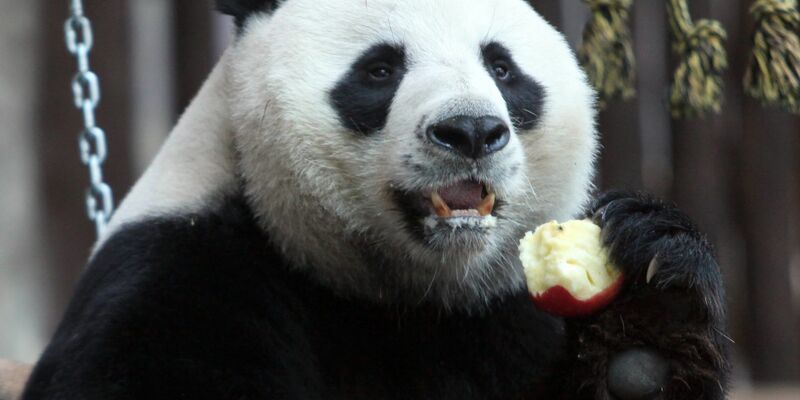 Der Panda Chuang Chuang im August 2010 im Chiang Mai Zoo. - Foto: Pongmanat Tasiri/EPA/dpa