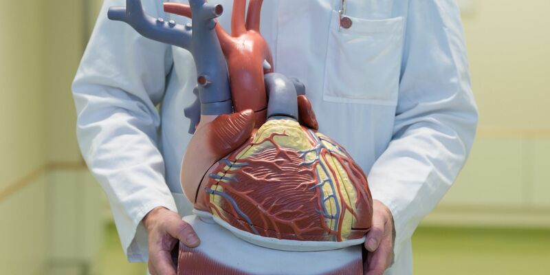 Ein Arzt zeigt ein anatomisches Modell des menschlichen Herzens. - Foto: Sebastian Kahnert/dpa