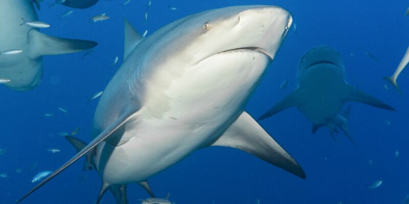 Ein Bullenhai schwimmt zwischen anderen Fischen (Symbolbild). - Foto: Duncan Heuer/Aussie Bubbles/dpa