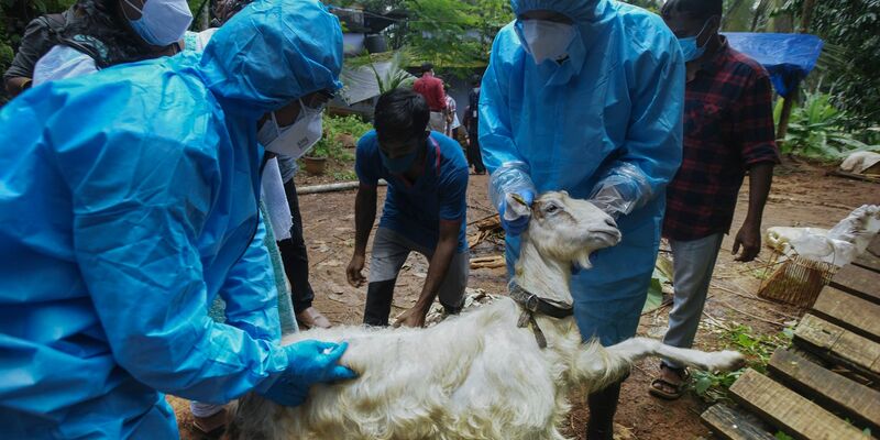 Medizinisches Personal in Kozhikode im Süden Indiens entnimmt einer Ziege Blutproben, um sie auf das Nipah-Virus zu testen. - Foto: Shijith. K/AP/dpa