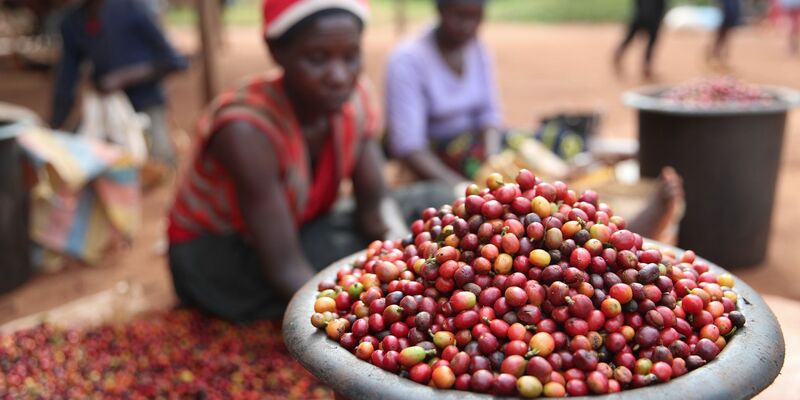 Das schwarzes Gold ist in Gefahr: Die Folgen der Klimakrise sind für die Kaffeeindustrie enorm. - Foto: Long Lei/XinHua/dpa