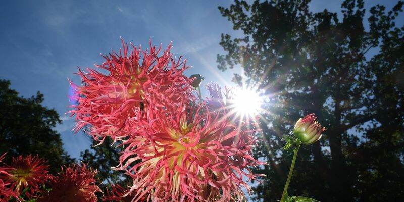 Am Wochenende zeigt sich vielerorts die Sonne. - Foto: Sebastian Willnow/dpa