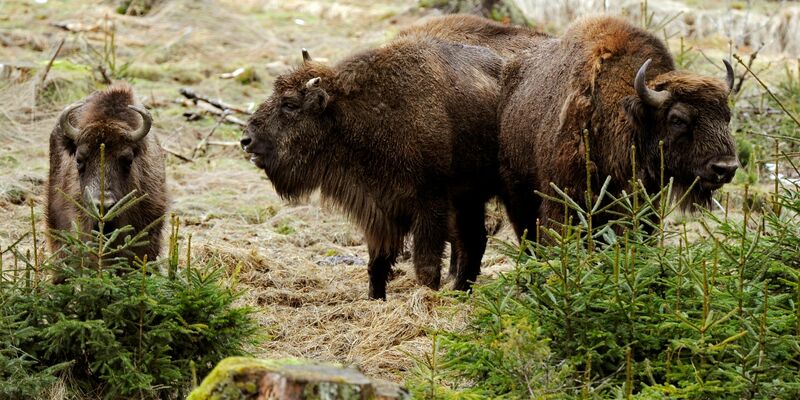 Wisente auf einer Wiese. - Foto: Marius Becker/dpa