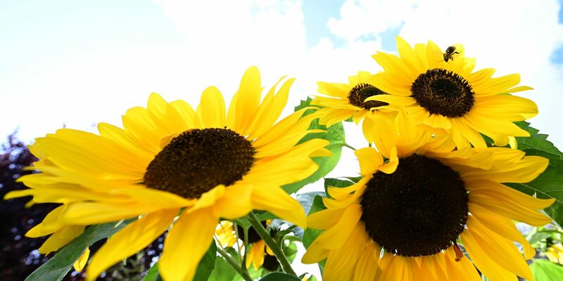 Sonne satt: Am Sonntag wird es vor allem in der Westhälfte Deutschlands sehr sonnig. - Foto: Bernd Weißbrod/dpa