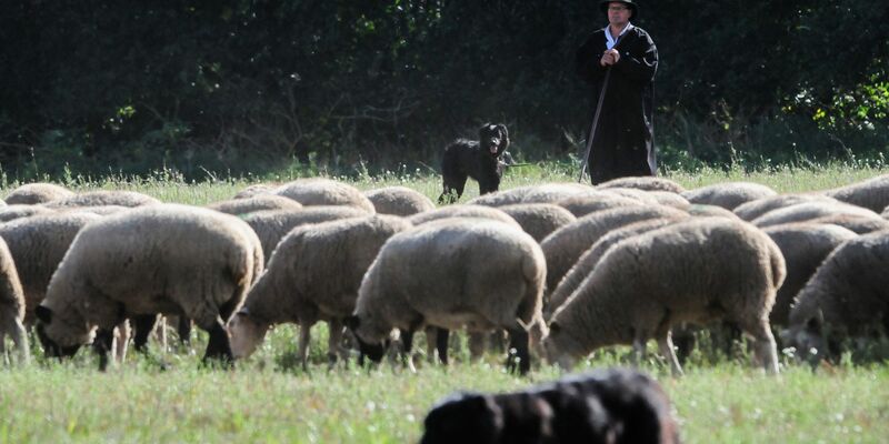 Schäferin Marie-Kathleen Tigges aus Nordrhein-Westfalen läuft vor einer Schafherde. - Foto: Simon Kremer/dpa
