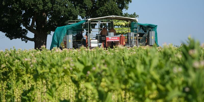 Die Zahl der Tabakpflanzer ist in Deutschland weiter zurückgegangen. - Foto: Sebastian Willnow/dpa