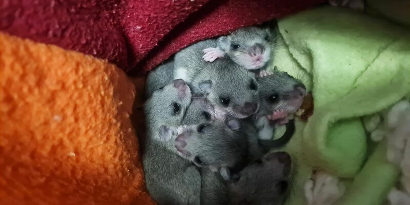 Alle acht aus dem Siebenschläfer-Nachwuchs haben überlebt. - Foto: -/Wildtierwaisen-Schutz e.V./dpa