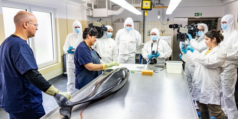 Ein im Juni an der Küste der Insel Sylt tot aufgefundenen Schweinswal wird untersucht. - Foto: Axel Heimken/dpa