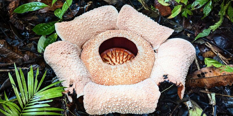 Rafflesien sind sogenannte Schmarotzergewächse. - Foto: Chris Thorogood/dpa