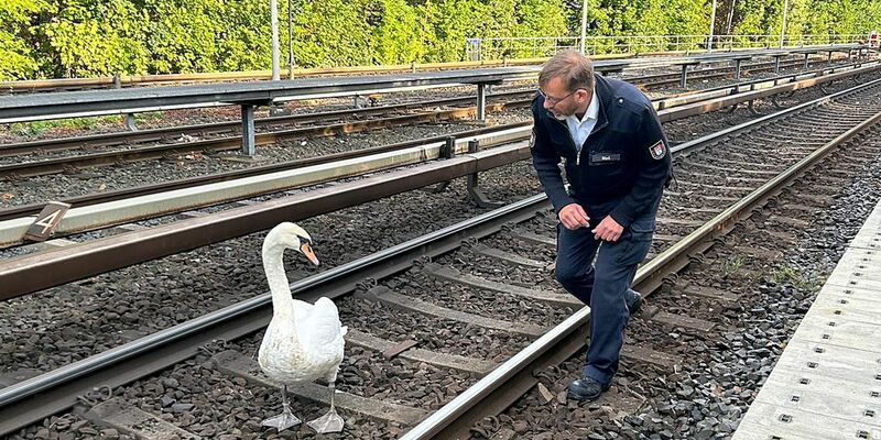 Ein Schwan und Hamburgs Schwanenvater Olaf Nieß laufen auf der Gleisanlage der Hamburger Hochbahn zwischen den Haltestellen Klein Borstel und Ohlsdorf. - Foto: Hamburger Hochbahn/dpa
