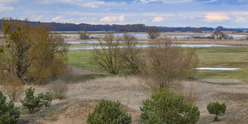 Blick auf den Nationalpark Unteres Odertal am deutsch-polnischen Grenzfluss Oder. - Foto: Patrick Pleul/dpa-Zentralbild/ZB