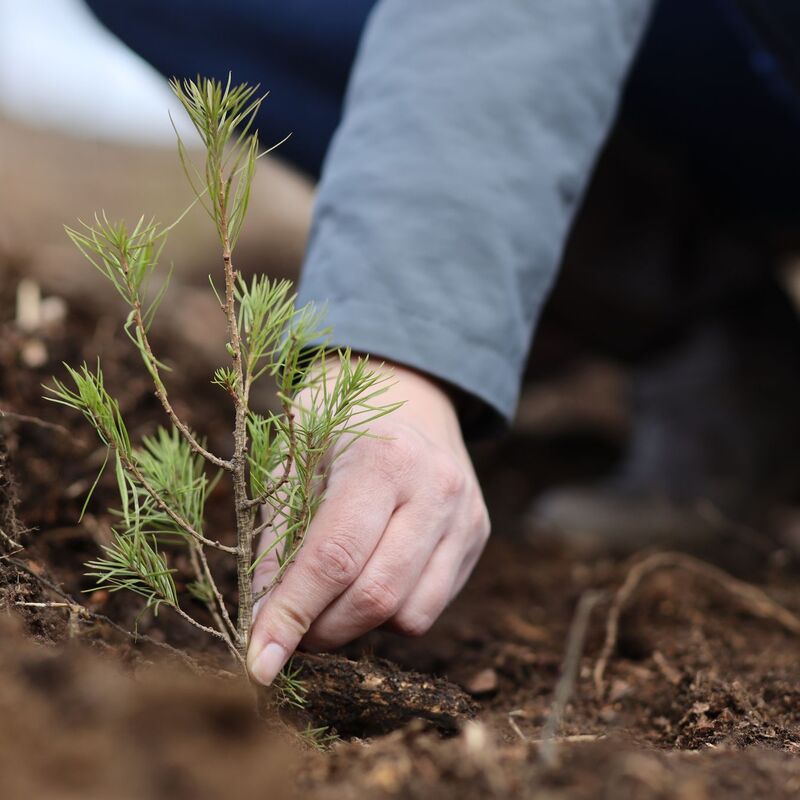Viele Unternehmen bieten an, dass sie ihre Emissionen durch Aufforstung ausgleichen. Doch so einfach ist die Sache nicht. - Foto: Matthias Bein/dpa