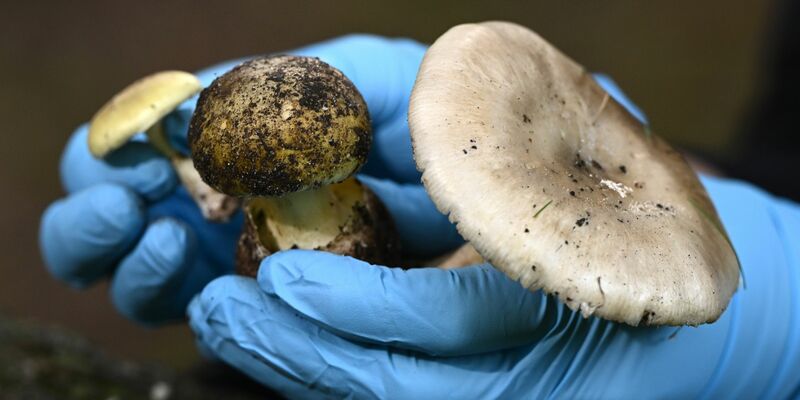 Eine Wissenschaftlerin vom Royal Botanic Garden Victoria zeigt giftige Knollenblätterpilze. - Foto: Joel Carrett/AAP/dpa