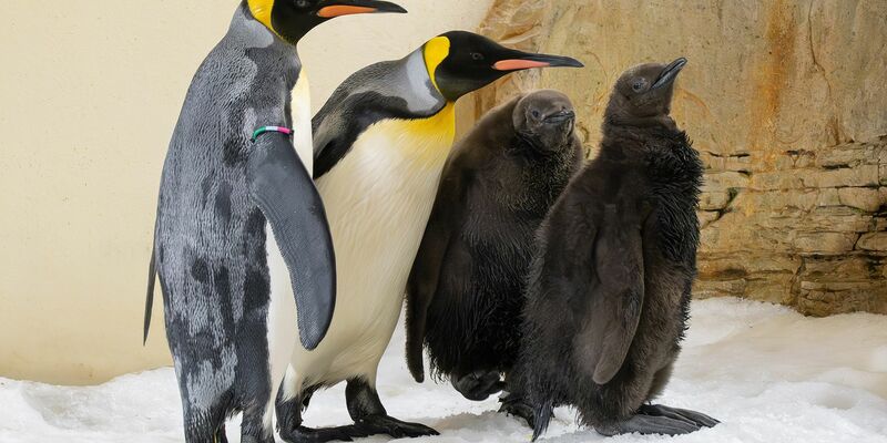 Zum ersten Mal seit Beginn der Königspinguin-Haltung 1976 gibt es im Tiergarten Schönbrunn gleich zwei Küken. - Foto: Daniel Zupanc/TIERGARTEN SCHÖNBRUNN/APA/dpa