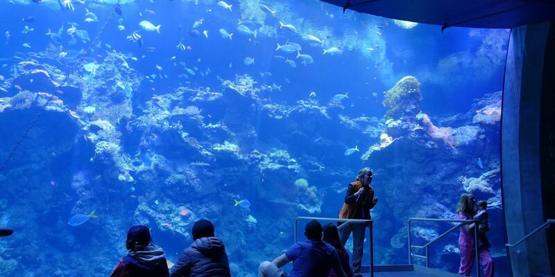 Philippinisches Korallenriff in einem Becken im Steinhart Aquarium in San Francisco. - Foto: Barbara Munker/dpa
