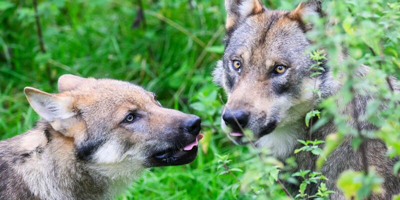 Der Wolf ist naturschutzrechtlich streng geschützt. - Foto: Julian Stratenschulte/dpa
