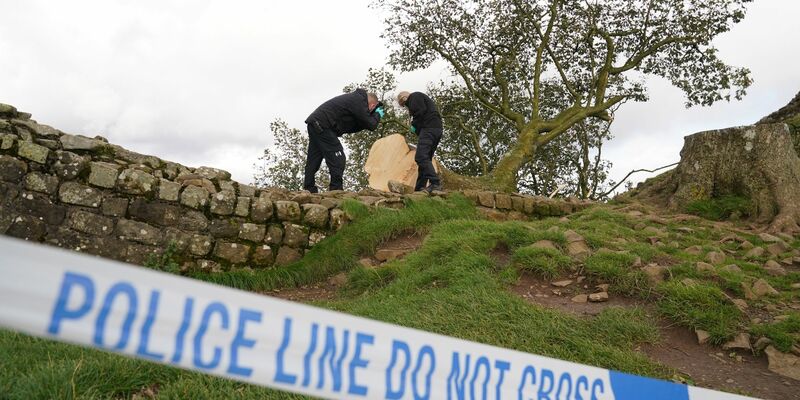 Forensische Ermittler der Polizei Northumbria untersuchen den illegal gefällten Berg-Ahorn-Baum («Sycamore Tree») am Hadrianswall. - Foto: Owen Humphreys/PA Wire/dpa