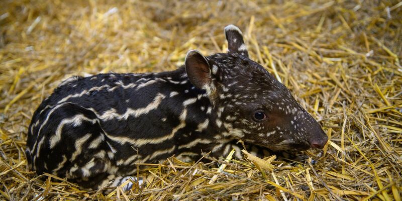 Ein nur ein Tag altes Flachlandtapir liegt im Zoo Magdeburg im Stroh. Das Tierkind war am 28. September 2023 geboren worden. - Foto: Klaus-Dietmar Gabbert/dpa