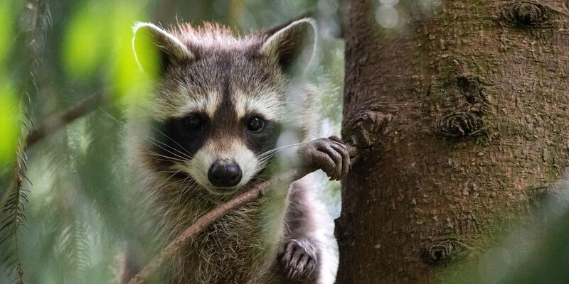 Ein Waschbär hatte sich in Schleswig-Holstein auf Bahngleise verirrt. (Archiv) - Foto: Lino Mirgeler/dpa