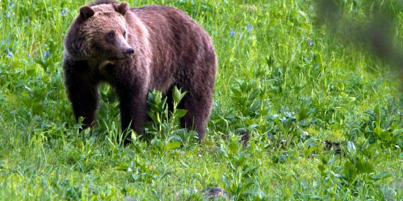 Ein Grizzlybär in der freien Natur. (Archivbild) - Foto: Jim Urquhart/AP/dpa