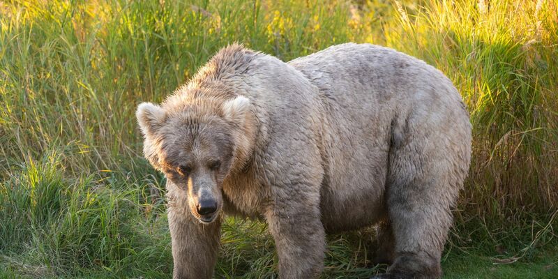 Bei der «Fat Bear»-Wahl in Alaska haben die dicksten Braunbären die besten Chancen auf den Titel. - Foto: K. Moore/ukrin/dpa