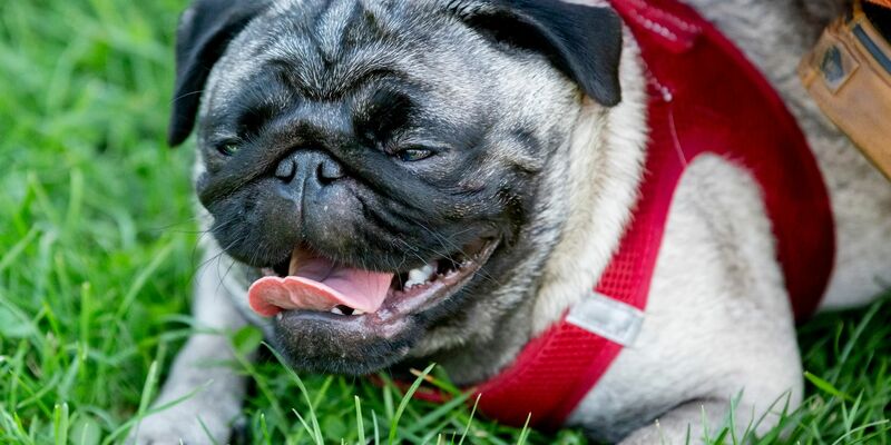 Ein Mops mit einer kurzen Nase leidet nicht selten unter Atemnot. - Foto: Christoph Soeder/dpa